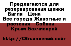 Предлагаются для резервирования щенки Бигля › Цена ­ 40 000 - Все города Животные и растения » Собаки   . Крым,Бахчисарай